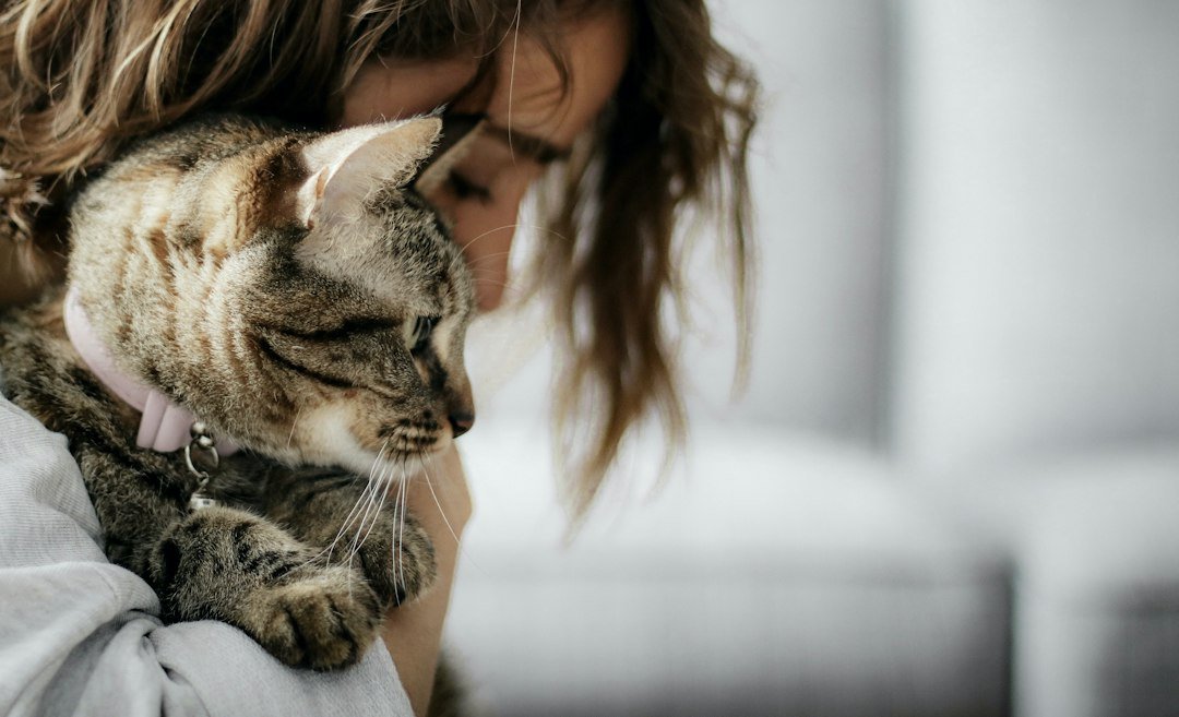 cat being held