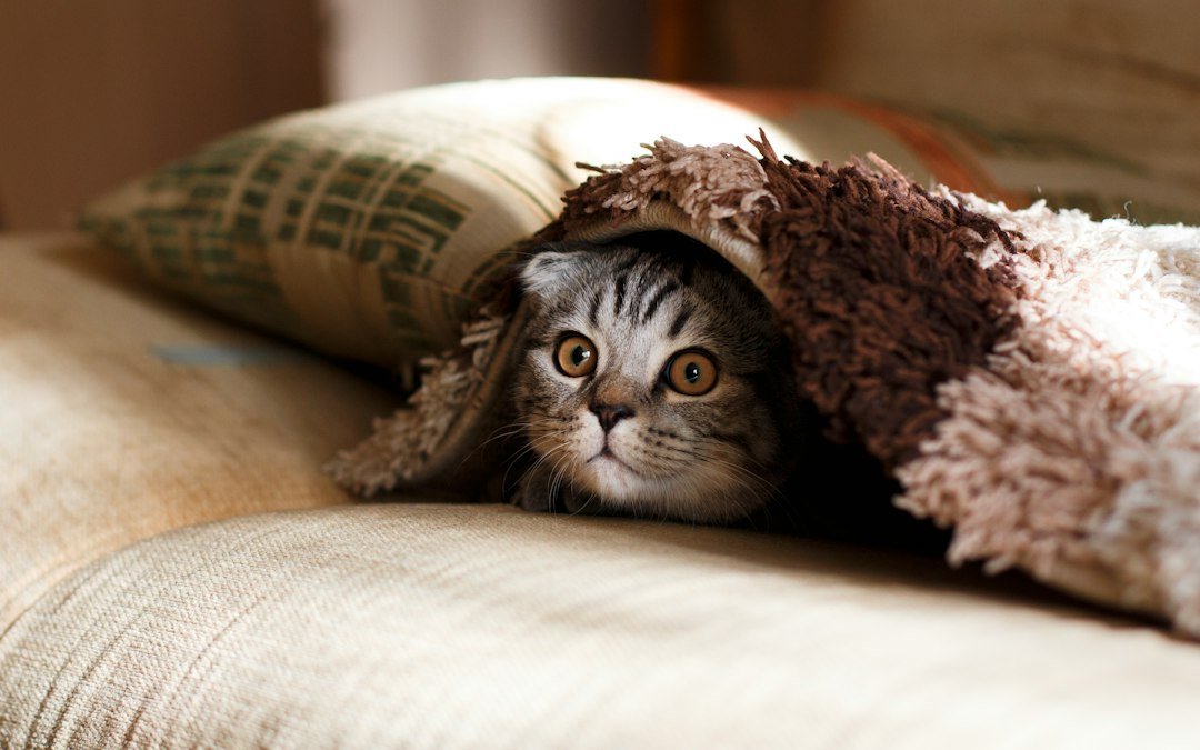 shy kitten hiding
