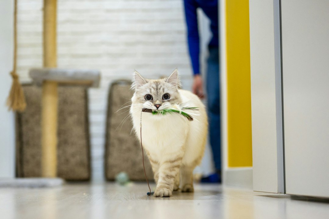 cat avoiding pickup