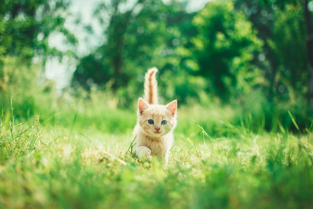 kitten safe home