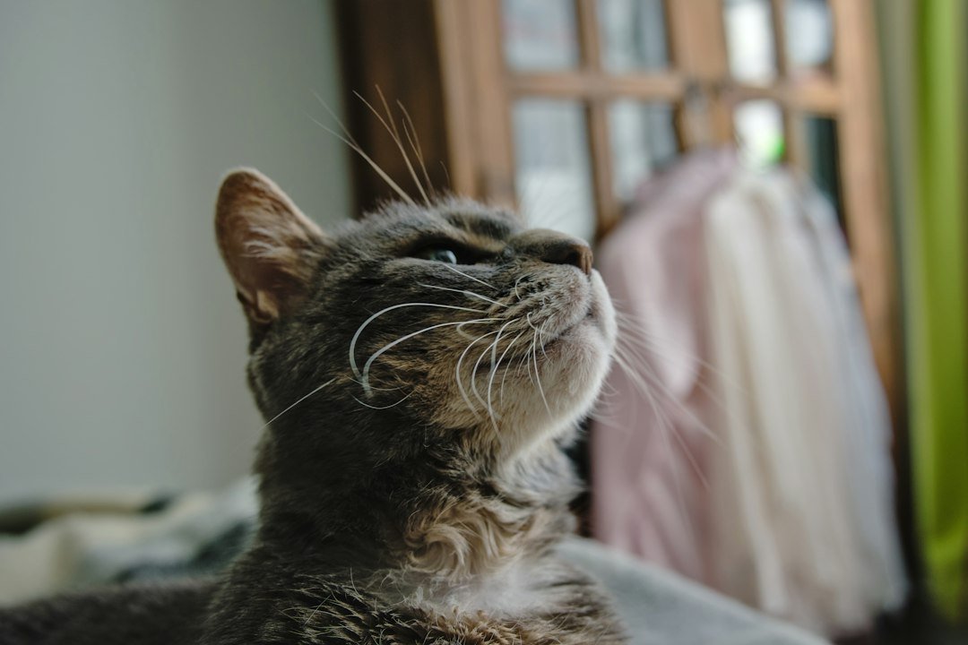 cat watching bedroom