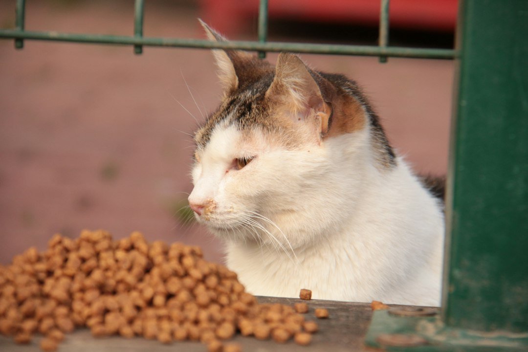 cat food comparison