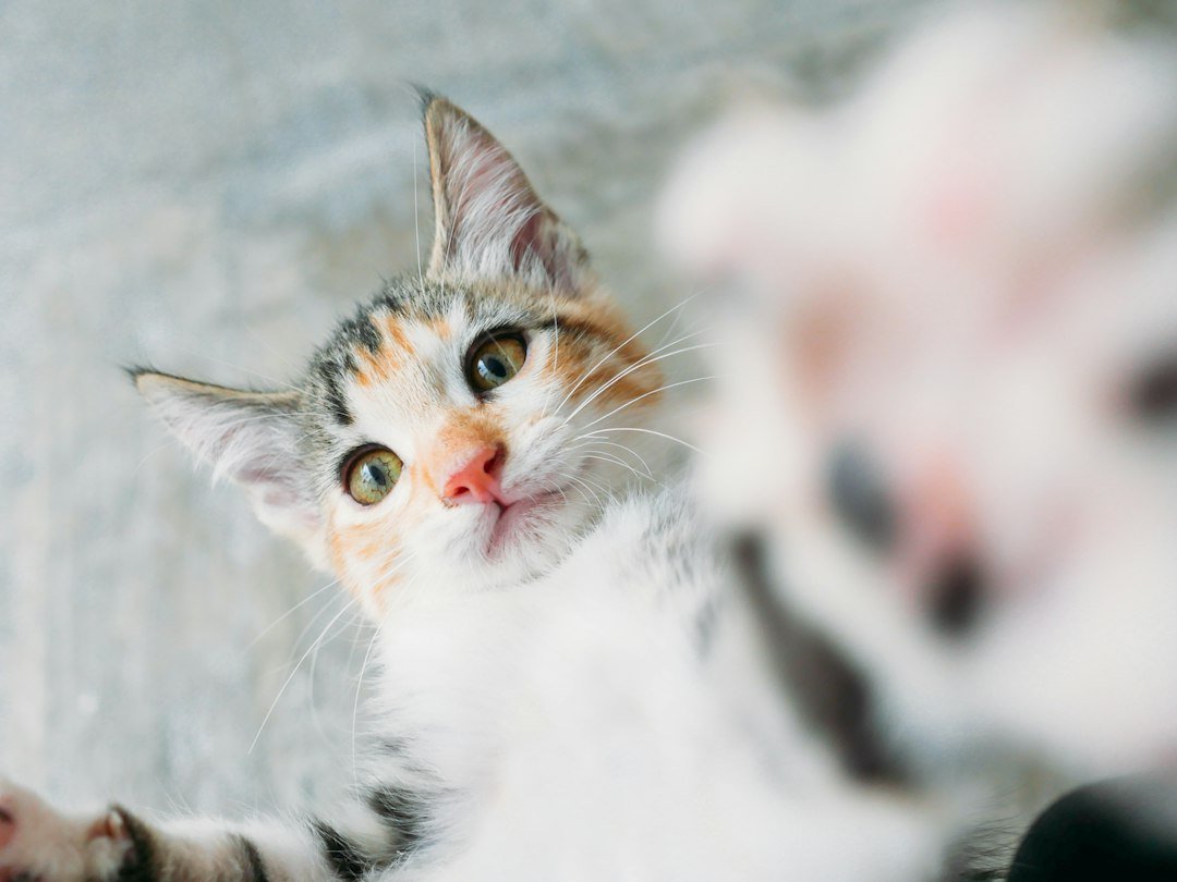 kitten with breeder consultation
