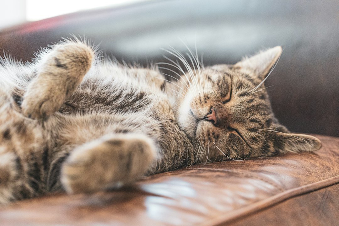 sleeping cat sofa