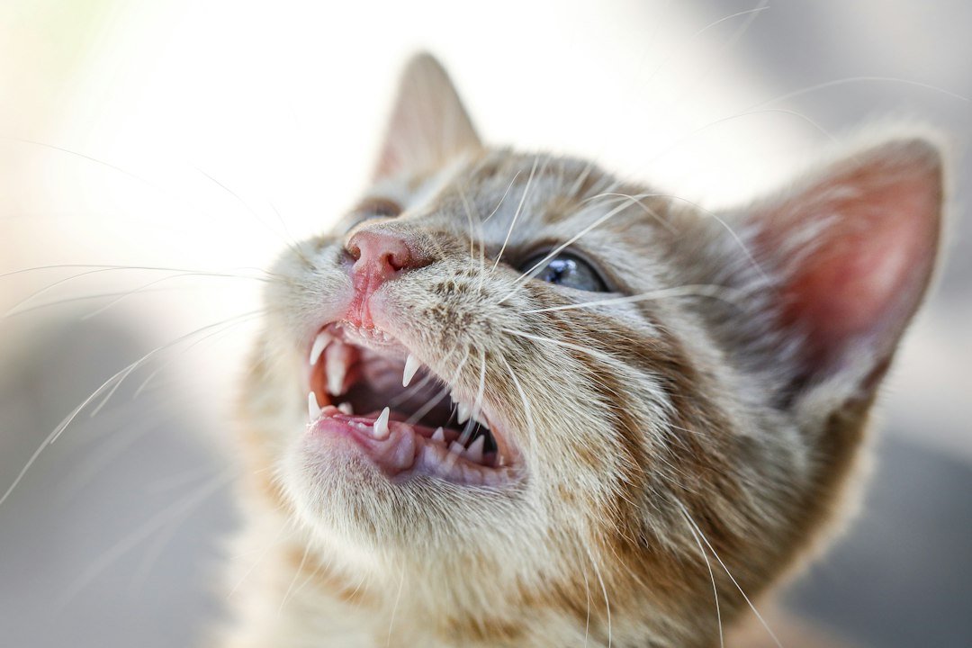 cat dental treats close up