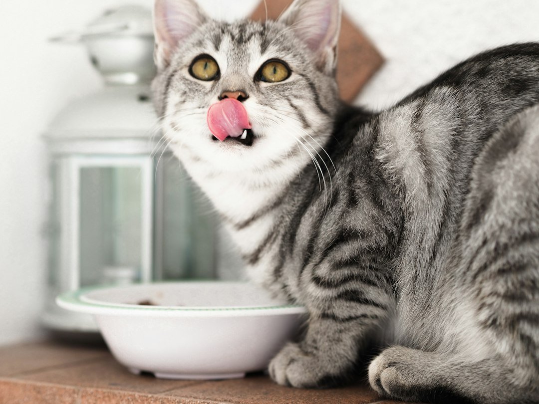 cat eating bowl