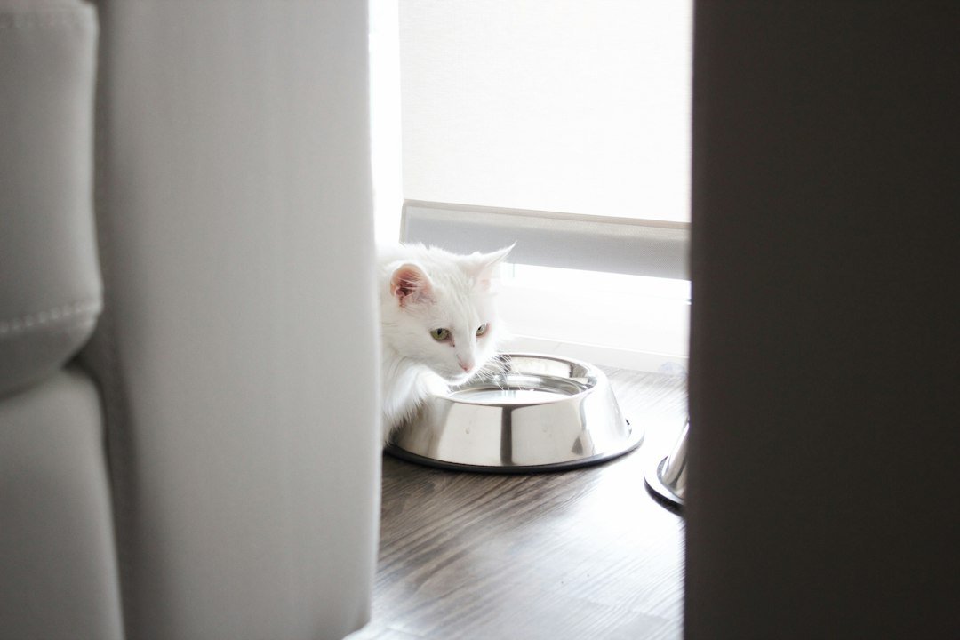 stainless steel ceramic pet bowls