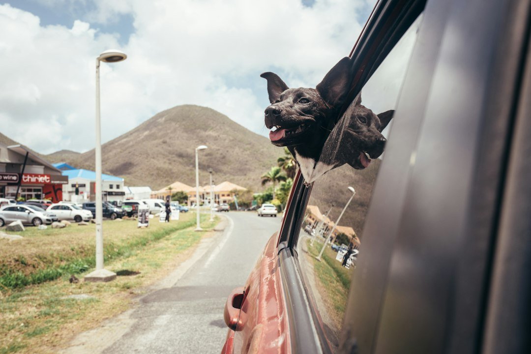 cat in car window