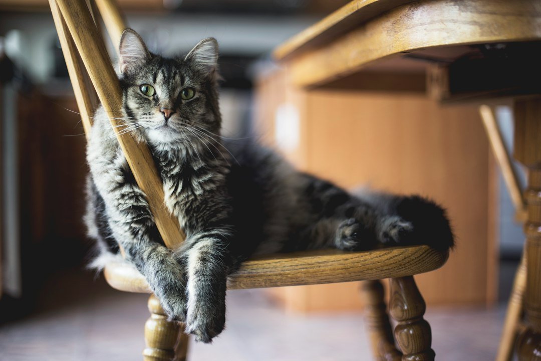 cat new furniture