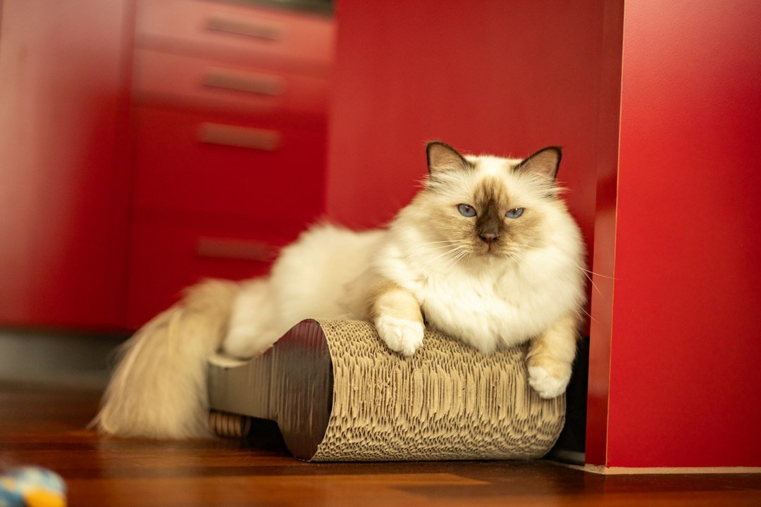 cat scratching post