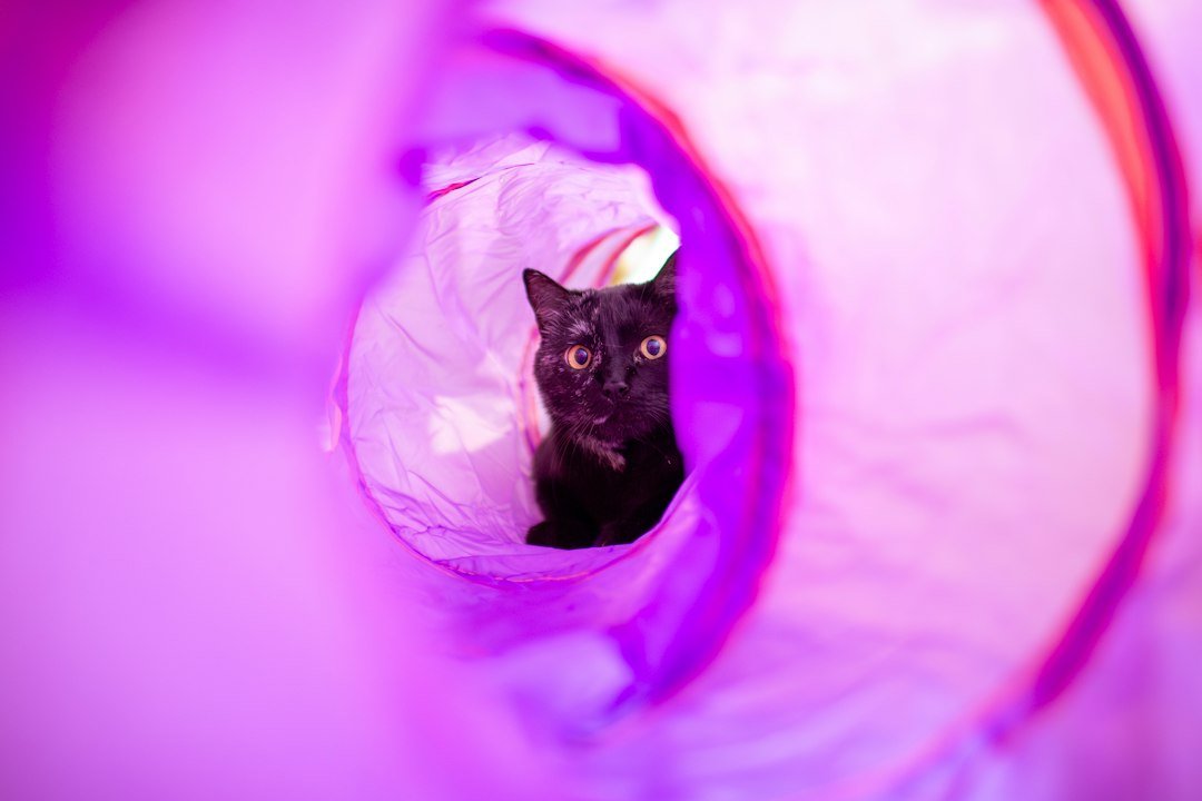 cat play tunnel