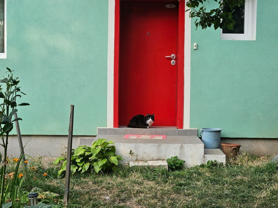cat by front door