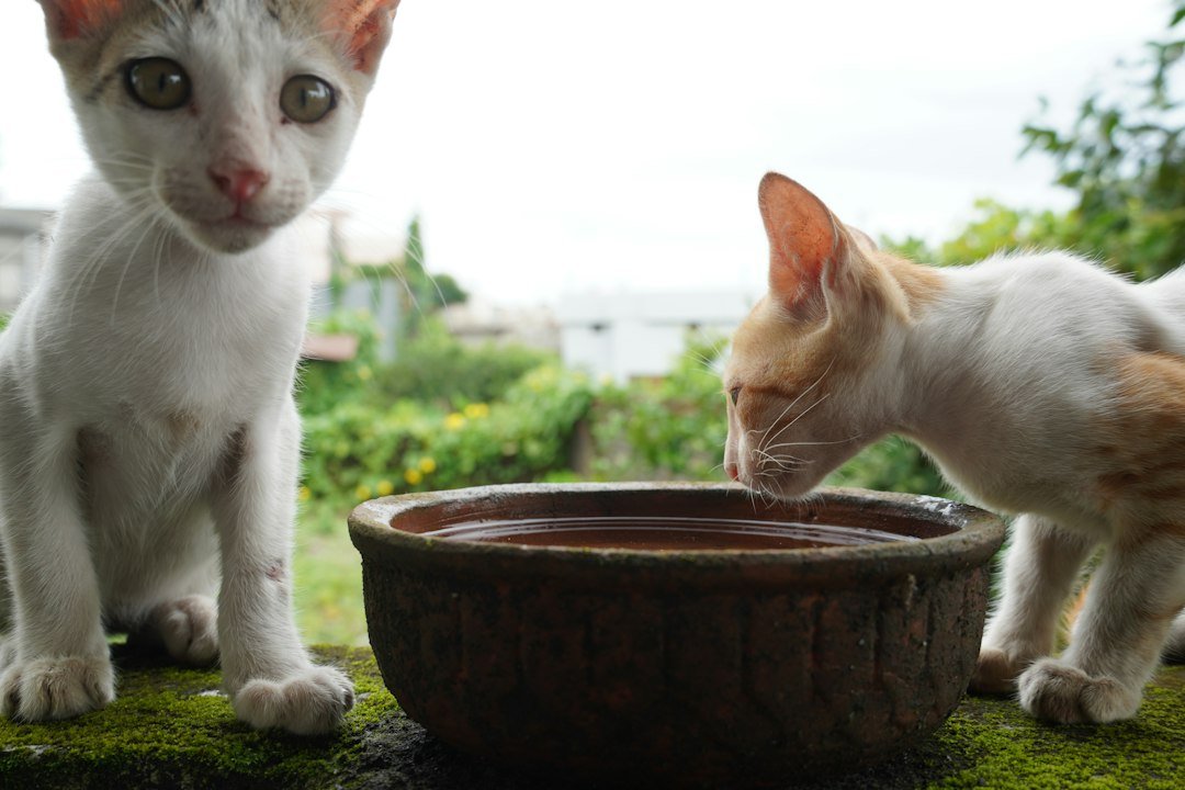 kitten food bowl