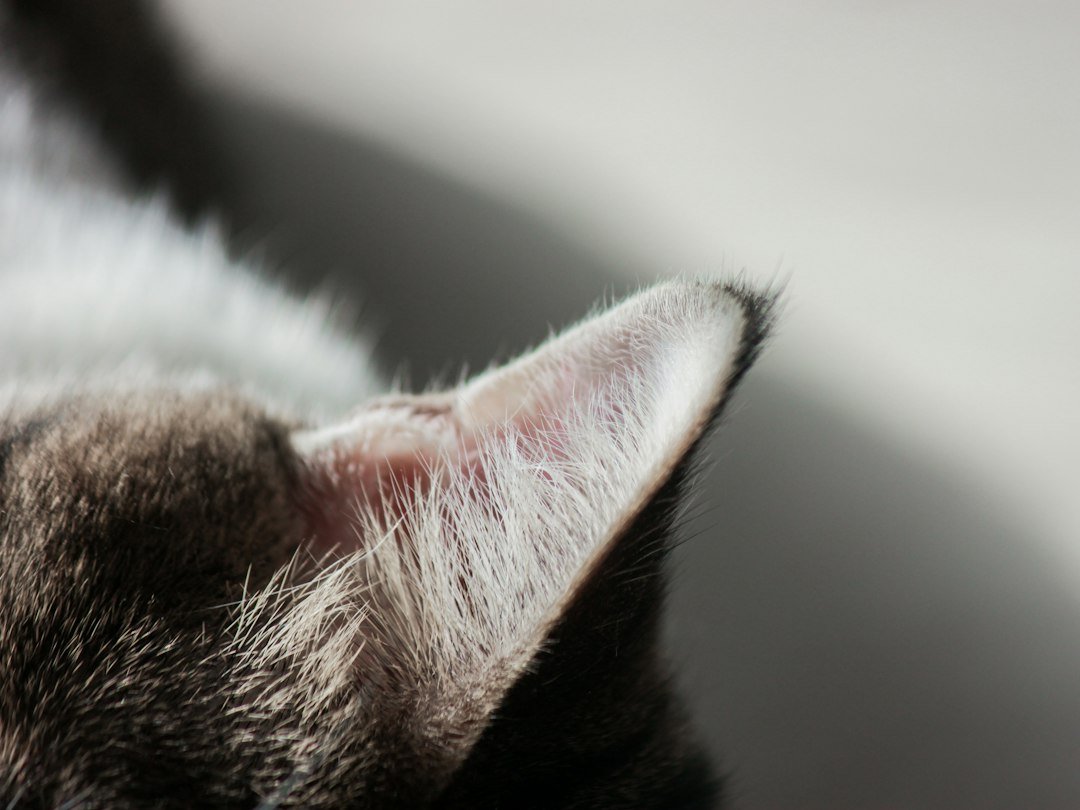 cat ear cleaning solution