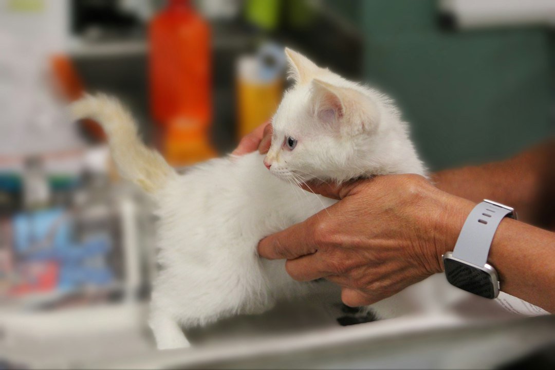 kitten health check veterinary examination