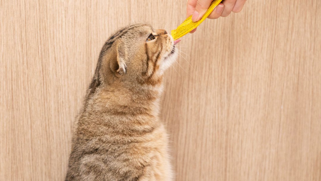 cat teeth cleaning brush