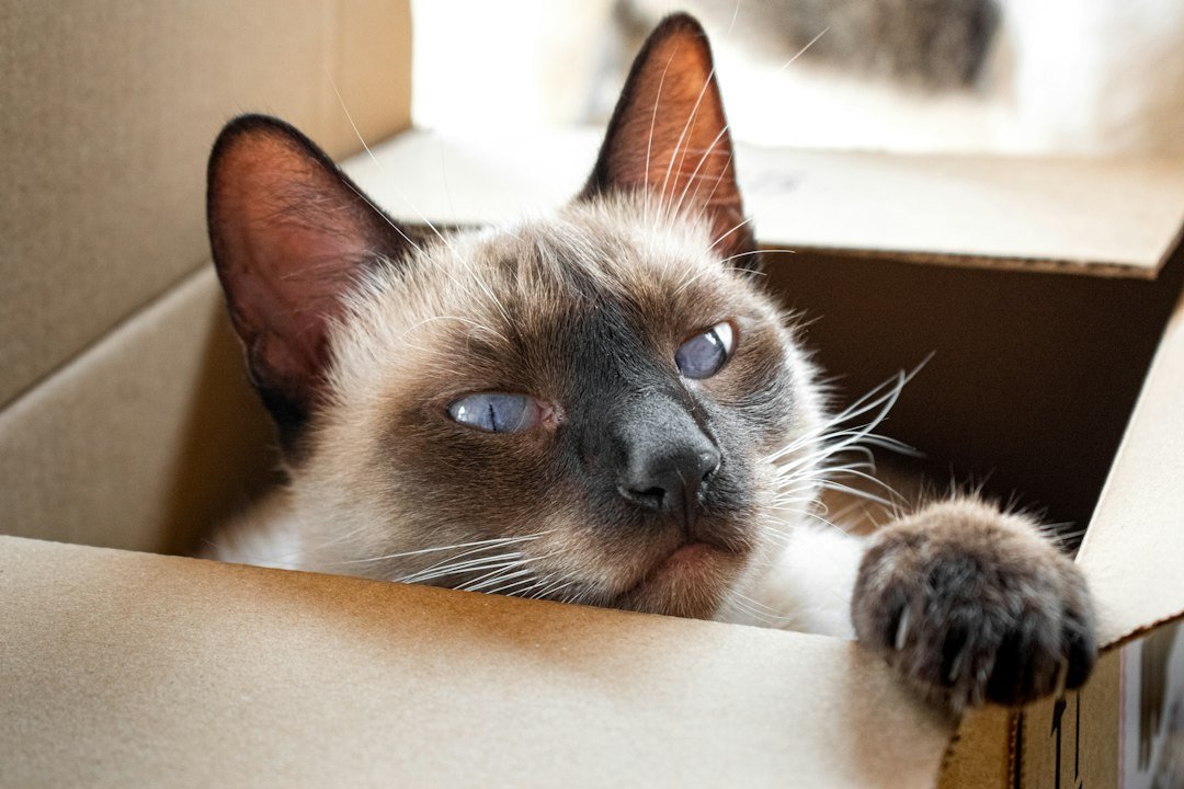 cat cardboard box