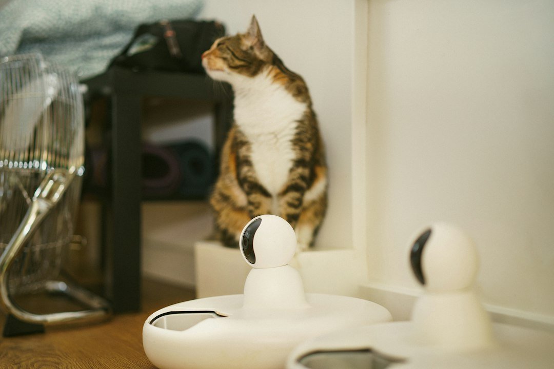 cat puzzle feeder