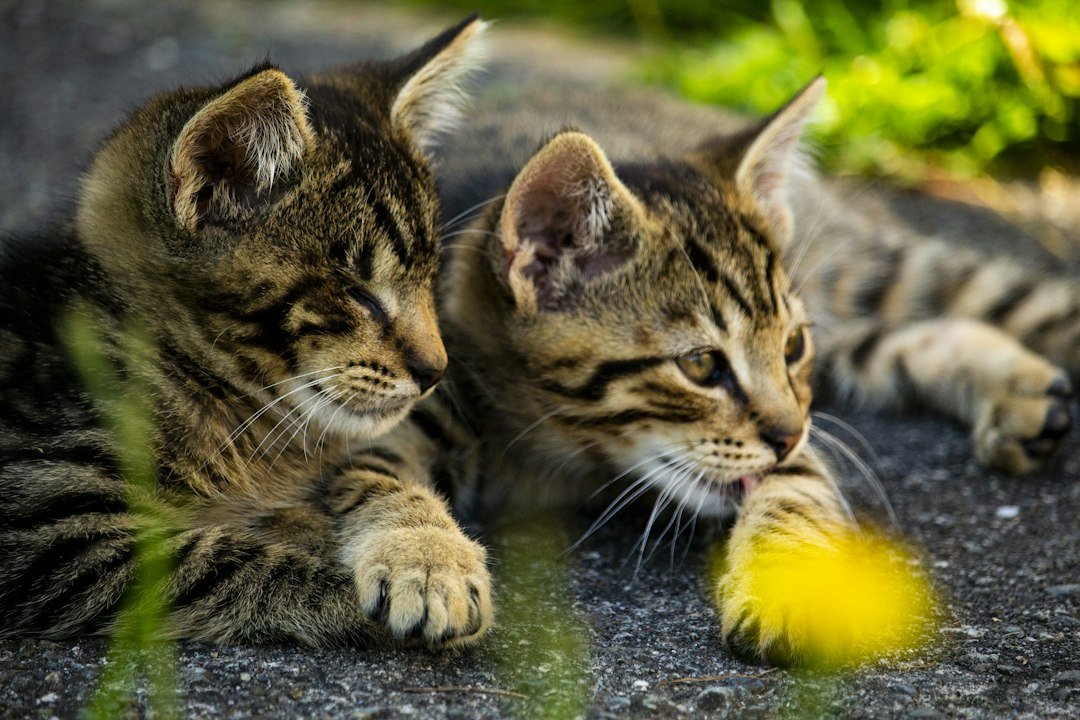 two kittens playing