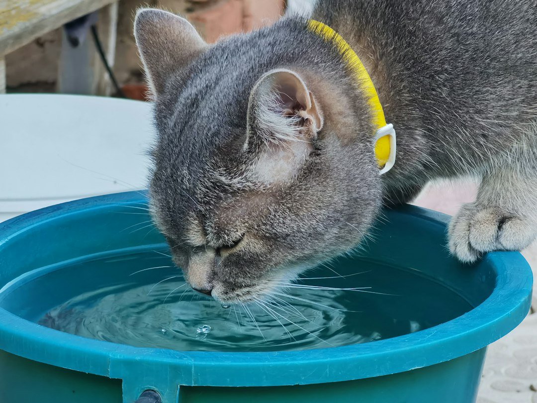 cat water fountain automatic