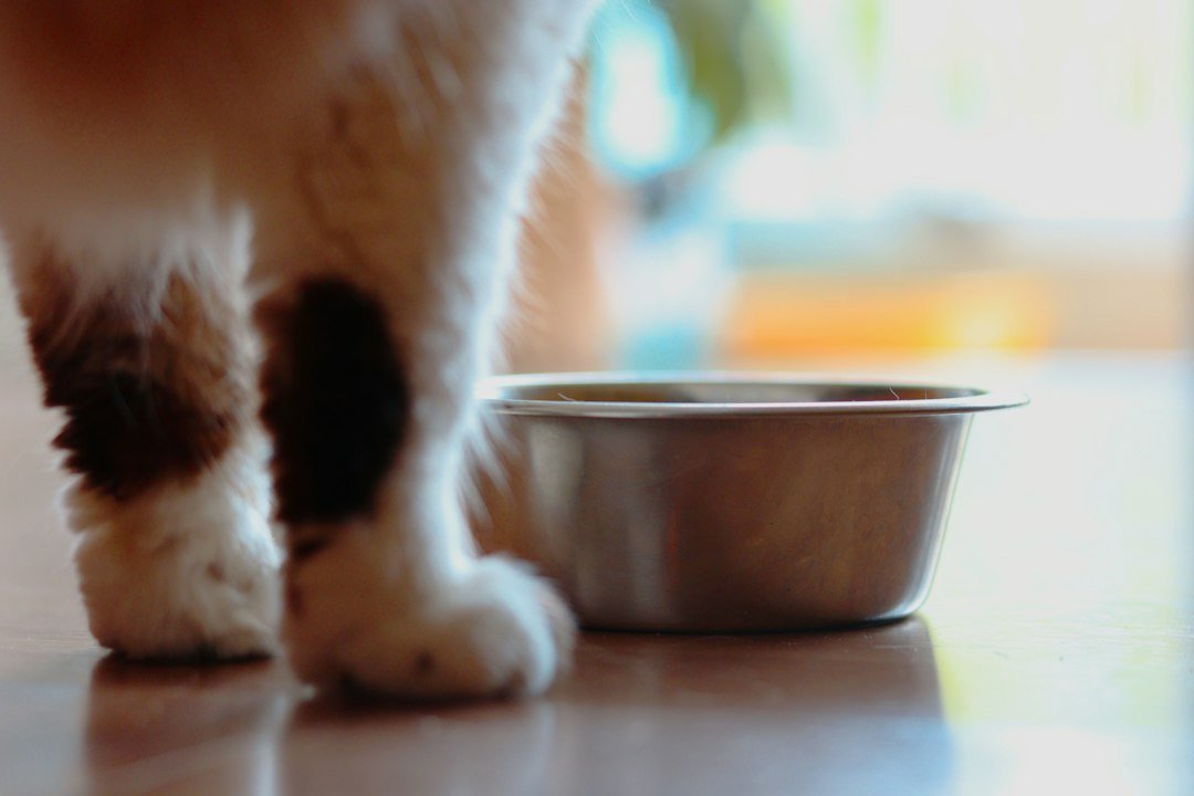 cat food bowls